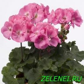 Пеларгония зональная Розита