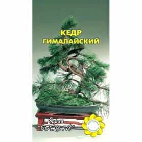 Кедр Гималайский