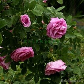 Роза канадская парковая Васагеминг (Wasagaming)