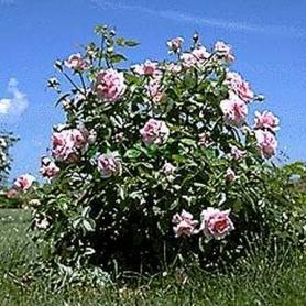 Роза канадская парковая Ламберт Клосс (Lambert Closse)
