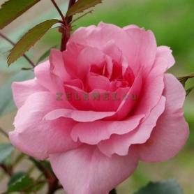 Роза канадская парковая Модэн Сентенниал (Morden Centennial)