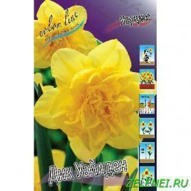 Нарцисс Дик Уайлден (Narcissus Dick Wilden), 1шт