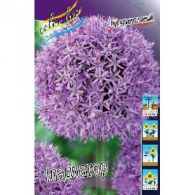 Лук декоративный Гладиатор (Allium Gladiator), 1шт