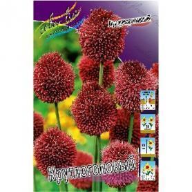 Лук декоративный Круглоголовый (Allium Sphaerocephalon), 5шт