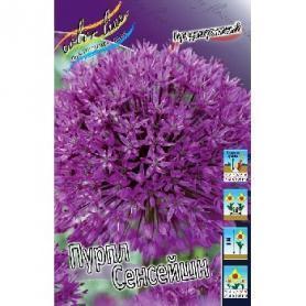 Лук декоративный Пурпл Сенсейшн (Allium aflatunense Purple Sensation), 3шт