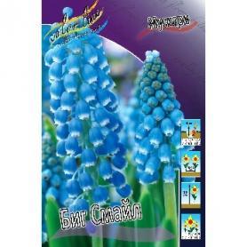 Мускари Биг Смайл (Muscari Big Smile), 5шт