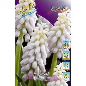 Мускари Венус (Muscari Venus), 5шт