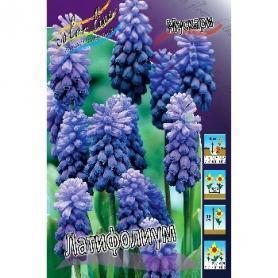 Мускари Латифолиум (Muscari latifolium), 5шт