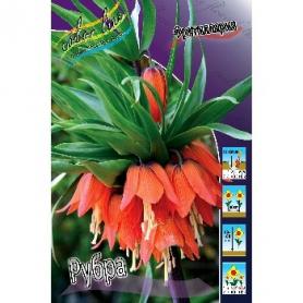 Фритиллярия Рубра (Fritillaria Rubra), 1шт