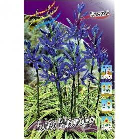 Камассия Блю Мелоди (Camassia Blue Melody), 3шт