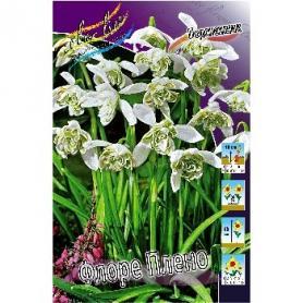 Подснежник Флоре Плено (Galanthus nivalis Flore Pleno), 3шт