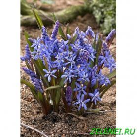 Сцилла Двулистная (Scilla bifolia), 3шт