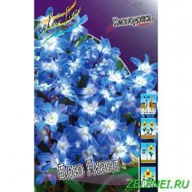 Хиондокса Блю Гиант (Chionodoxa forbesii Blue Giant), 3шт