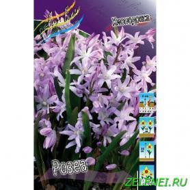 Хиондокса Розеа (Chionodoxa Rosea), 5шт