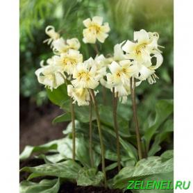 Эритрониум Уайт Бьюти (Erythronium White Beauty), 1шт