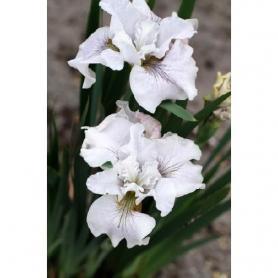 Ирис Сибирский НОТ КУАЙТ УАЙТ (Iris sibirica Not Quite White), 1шт