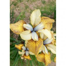Ирис Сибирский ФЛАИНГ ФИДДЛЕСС (Iris sibirica Flying Fiddless), 1шт