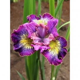 Ирис Сибирский ХАУ АУДЕЙШИОС (Iris sibirica How Audacious), 1шт