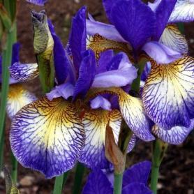 Ирис Сибирский ПЕННИВИСТЛ (Iris sibirica Pennywhistle), 1шт