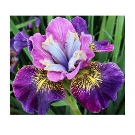 Ирис Сибирский ШАРМИНГ БИЛЛИ (Iris sibirica Charming Billy), 1шт